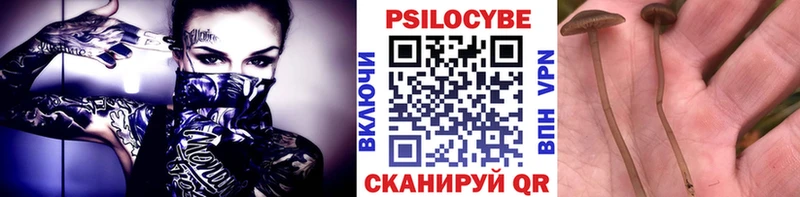 Псилоцибиновые грибы Psilocybe  Купить где  Гагарин 